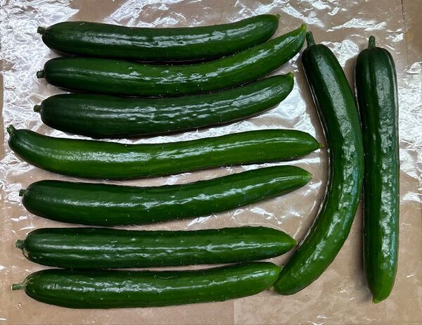 ☆訳あり☆ きゅうり 9本 露地栽培 新鮮野菜
