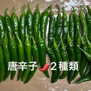【農薬不使用】トウガラシ 2種類セット