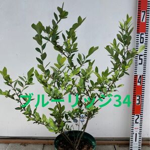 ブルーベリー ブルーリッジ34番 苗木 6号鉢
