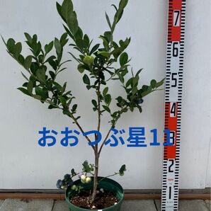 ブルーベリー 苗木 6号鉢 おおつぶ星