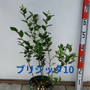 ブルーベリー ブリジッタ 10 苗木 6号鉢