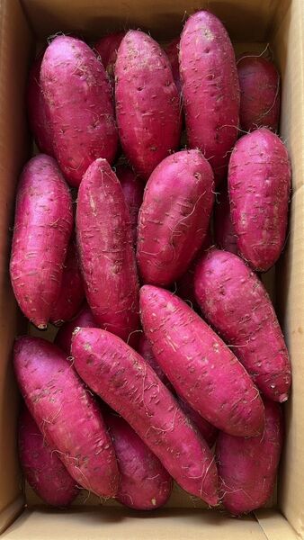 鹿児島県産 新芋 紅はるかA品 箱込5キロM〜Lサイズ
