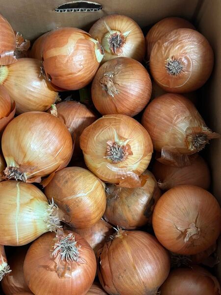 佐賀県産 玉ねぎ M〜Lサイズ 5キロ