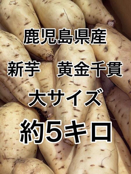 鹿児島県産 新芋 黄金千貫 大サイズ 約5キロ