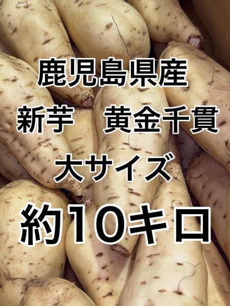 鹿児島県産 新芋 黄金千貫 大サイズ 約10キロ