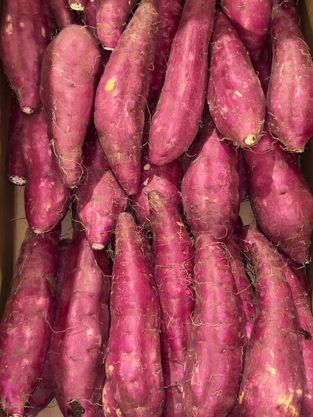 鹿児島県産 新芋 紅はるかA品 箱込10キロ2S〜Sサイズ