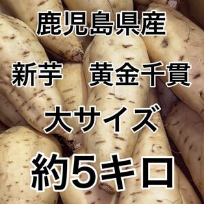 鹿児島県産 新芋 訳あり黄金千貫 大サイズ 約5キロ