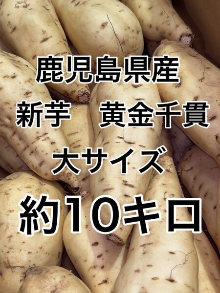 鹿児島県産 新芋 訳あり黄金千貫 大サイズ 約10キロ