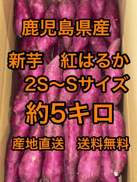 鹿児島県産 新芋 紅はるかA品 箱込5キロ2S〜Sサイズ