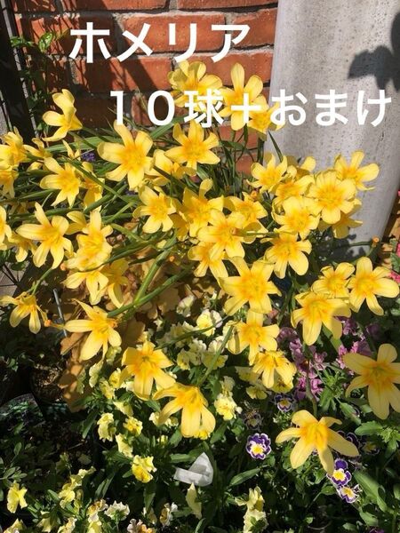 ホメリア球10球+おまけ