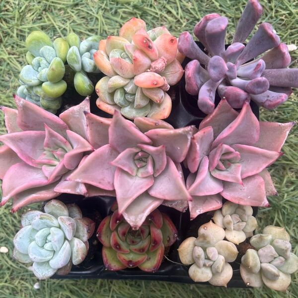 紅葉中マディバ祭り☆7種9苗セット 多肉植物