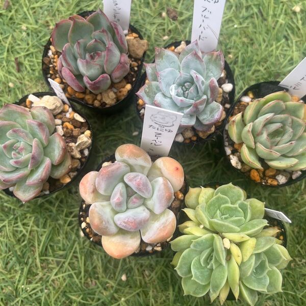 1. レア苗入り6点セット 多肉植物