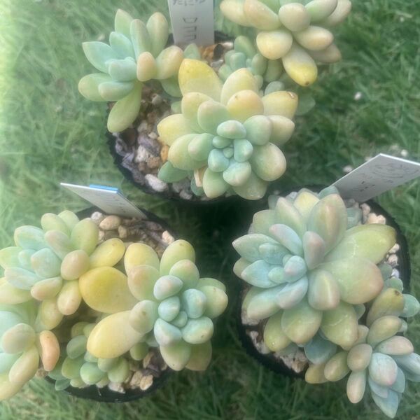 ロココ群生3ポット 多肉植物