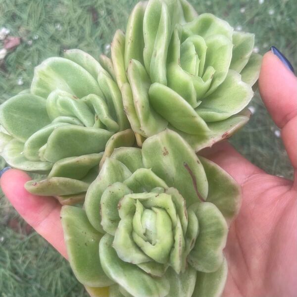 アイスローズ錦3苗セット 多肉植物