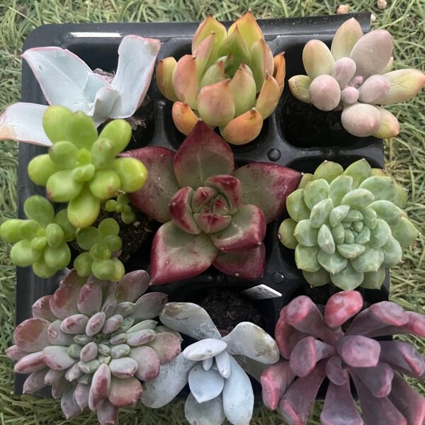 エケベリア9種9苗セット5 多肉植物