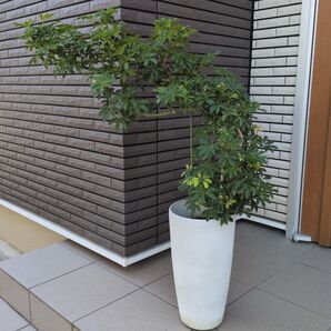 現品限り 観葉植物 シェフレラ コンパクタ 曲がり 樹脂鉢 植え替え済み