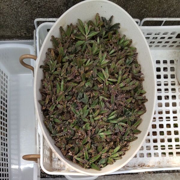 多肉植物 不死鳥 カット100個