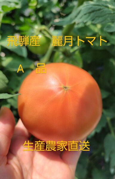 飛騨産 麗月トマトA品5キロ 生産農家直送