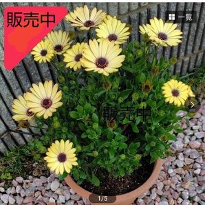 オステオスペルマム オステオスペルマムアキラ 花苗 多年草 ●他に白、紫、ピンク色の苗あり