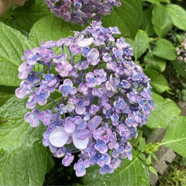 紫陽花 お多福紫陽花 挿し木用挿し穂