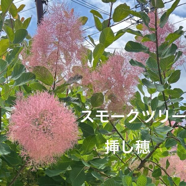 スモークツリー 挿し木用挿し穂