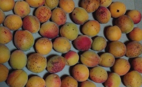 完熟梅 無農薬 天然 1kg