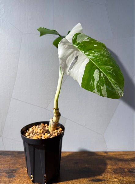 Monstera Albo 'White Tiger' モンステラ ボルシギアナ ホワイトタイガー 斑入り