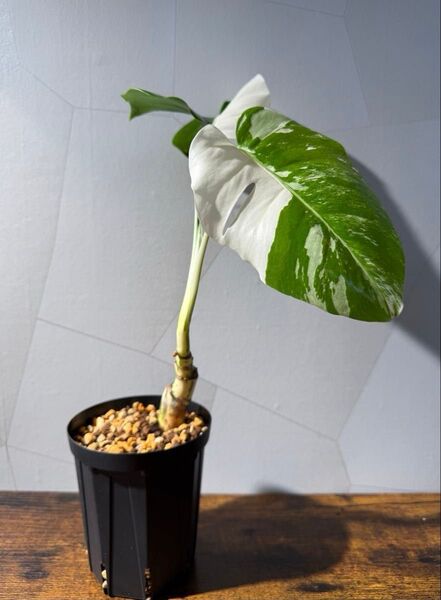 Monstera Albo 'White Tiger' モンステラ ボルシギアナ ホワイトタイガー 斑入り