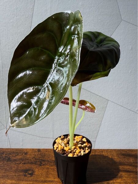 Alocasia cuprea RED SECRET クプレア レッドシークレット アロカシア