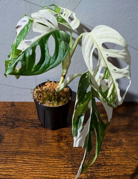 モンステラ マドカズラ 斑入り アダンソニー Monstera バリエガータ ホワイトモンスター ホワイトタイガー