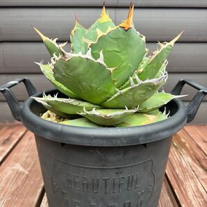 更新!成長中 超特大チタノタ 幅26→29㎝ 高さ21→26㎝ 8号鉢入り チタノタ ノーネーム titanota No Name