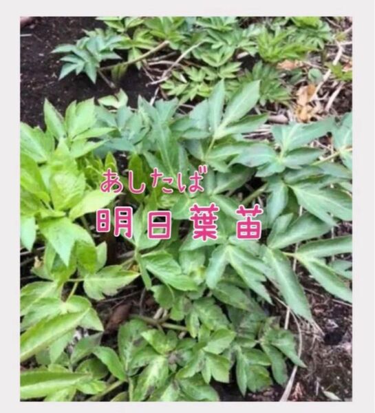 明日葉(アシタバ)抜き苗 幼苗5株