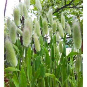 ラグラス オバタスの種子10房