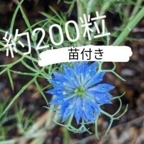 ニゲラ 種200粒 苗付き