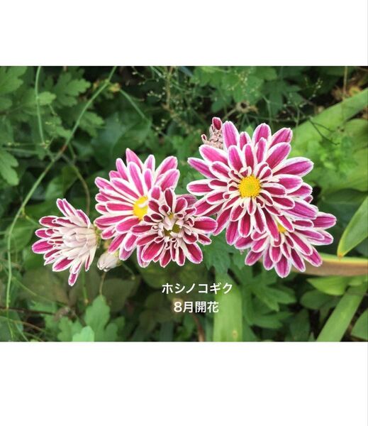 ホシノコ菊 2苗 花苗 菊