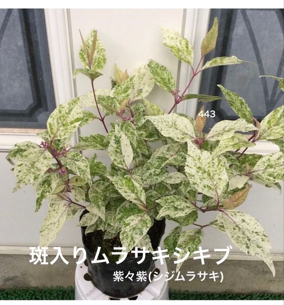 斑入りムラサキシキブ 庭木 2枚目現品