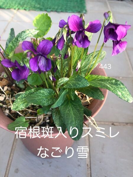 斑入りスミレ「なごり雪」 花苗 宿根