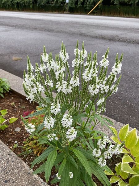 バーベナ ハスタータ ホワイトスパイヤー 花の種 25粒