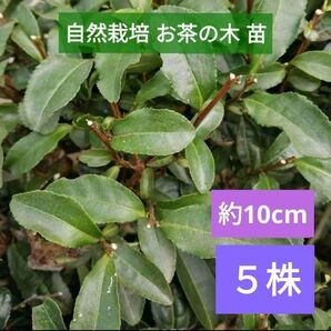 お茶の木 苗【約10cm 5株】