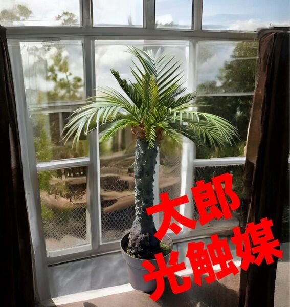 光触媒 人工観葉植物 ウォールグリーン フェイクグリーン フェニックス10066