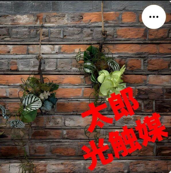 光触媒 人工観葉植物 ウォールグリーン フェイクグリーン 流木アレンジ胡蝶蘭@