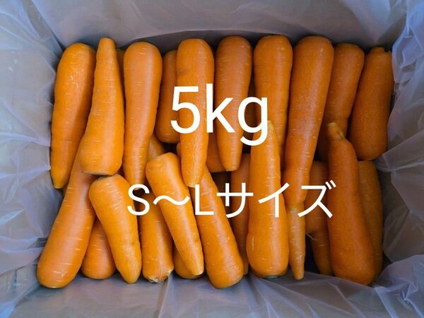 にんじん 5kg わけあり 熊本県産