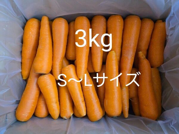 にんじん 3kg わけあり 熊本県産