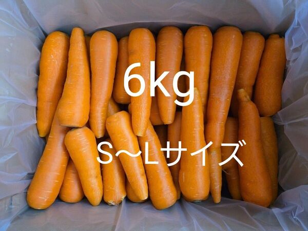 にんじん 6kg わけあり 熊本県産