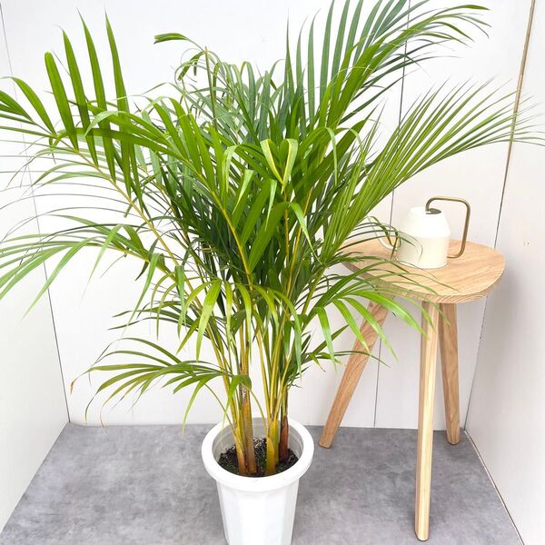 アレカヤシ 1【現品】観葉植物 室内 大型