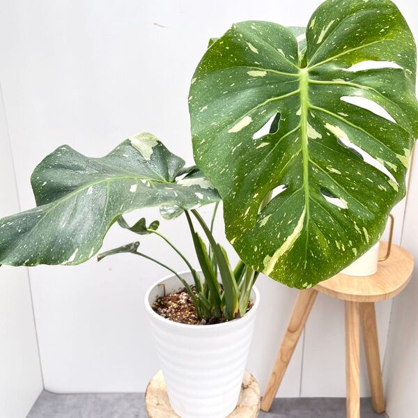 モンステラ デリシオーサ 斑入り 4【現品】☆希少☆ 観葉植物 室内