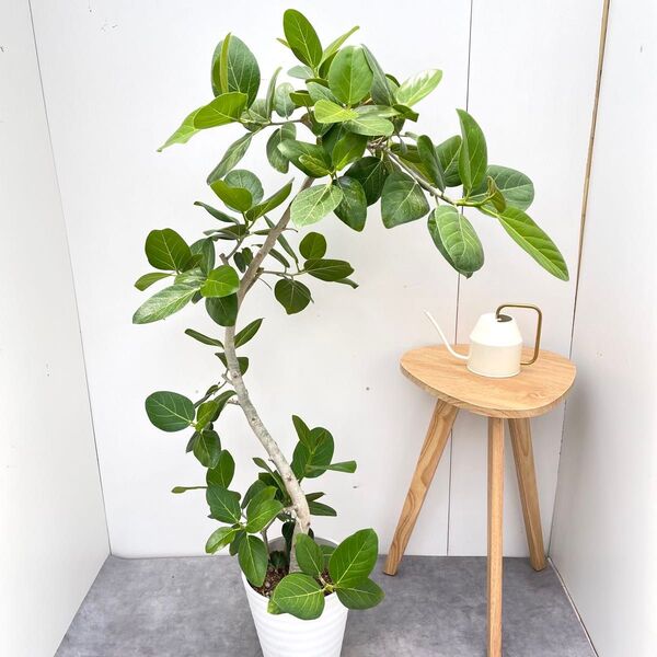 フィカス ベンガレンシス 曲がり 7【現品】観葉植物 大型 室内