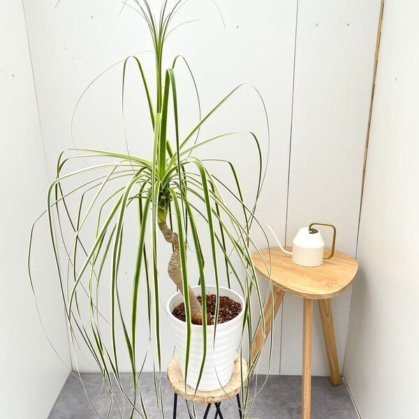 トックリラン ノリナ 斑入り 17【現品】☆希少☆ 観葉植物 室内
