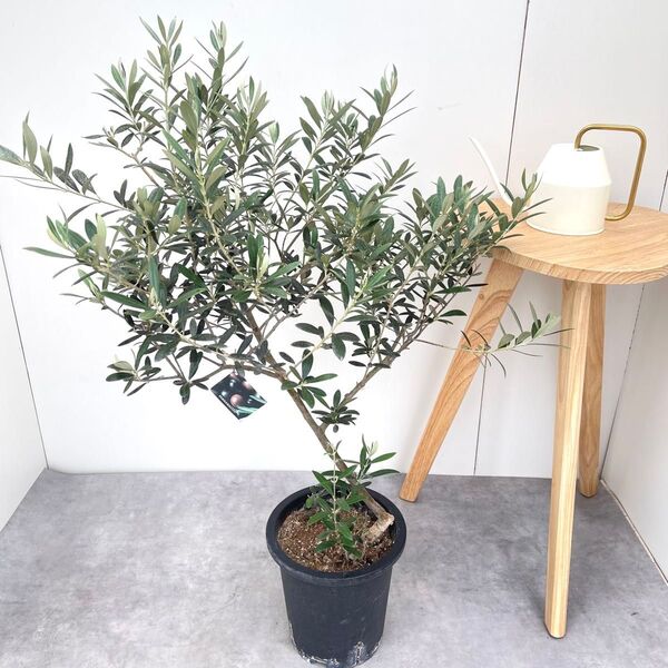 オリーブ マンザニロ 30【現品】観葉植物 創樹 SOUJU 7号