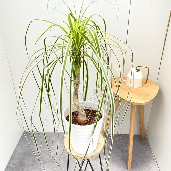トックリラン ノリナ 斑入り 18【現品】☆希少☆ 観葉植物 室内
